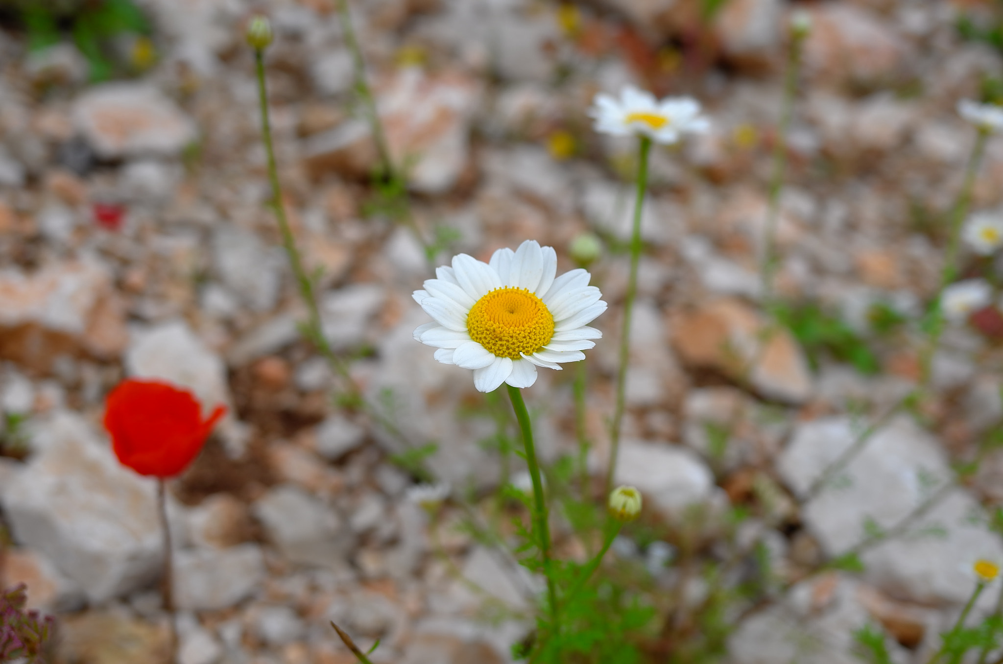 Leica X Vario sample photo