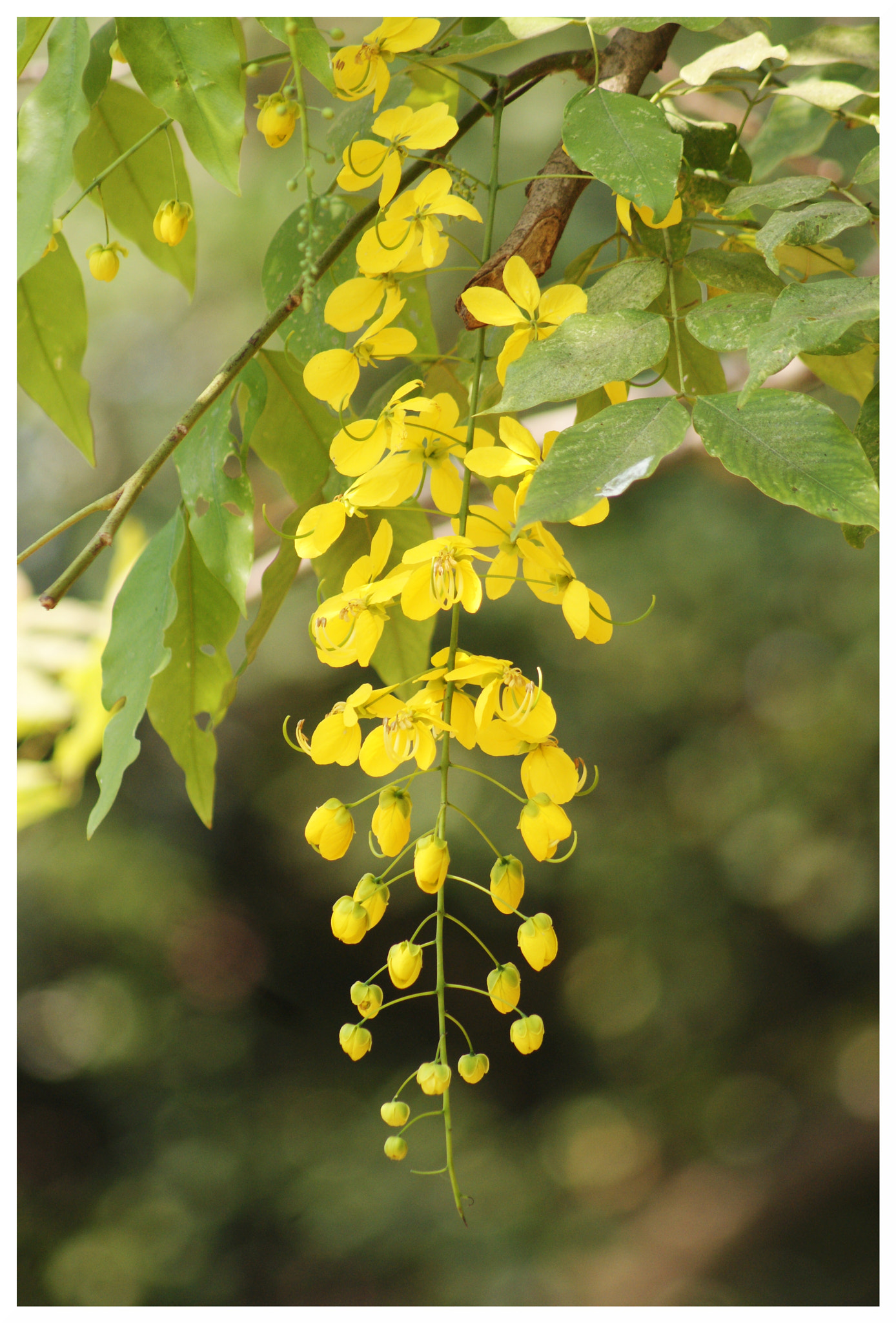Sony 75-300mm F4.5-5.6 sample photo. Kanikkonna photography