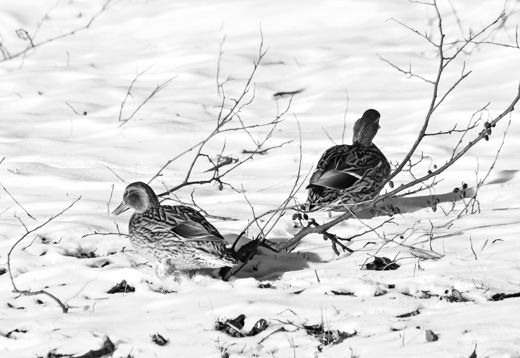 Pentax K-5 sample photo. Ducks photography