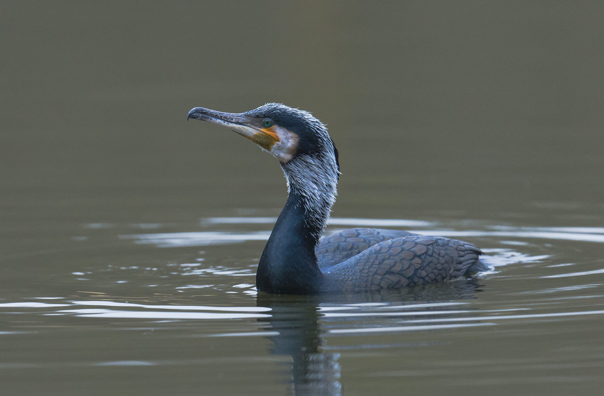 Nikon D800 + Nikon AF-S Nikkor 500mm F4E FL ED VR sample photo. Grand cormoran photography