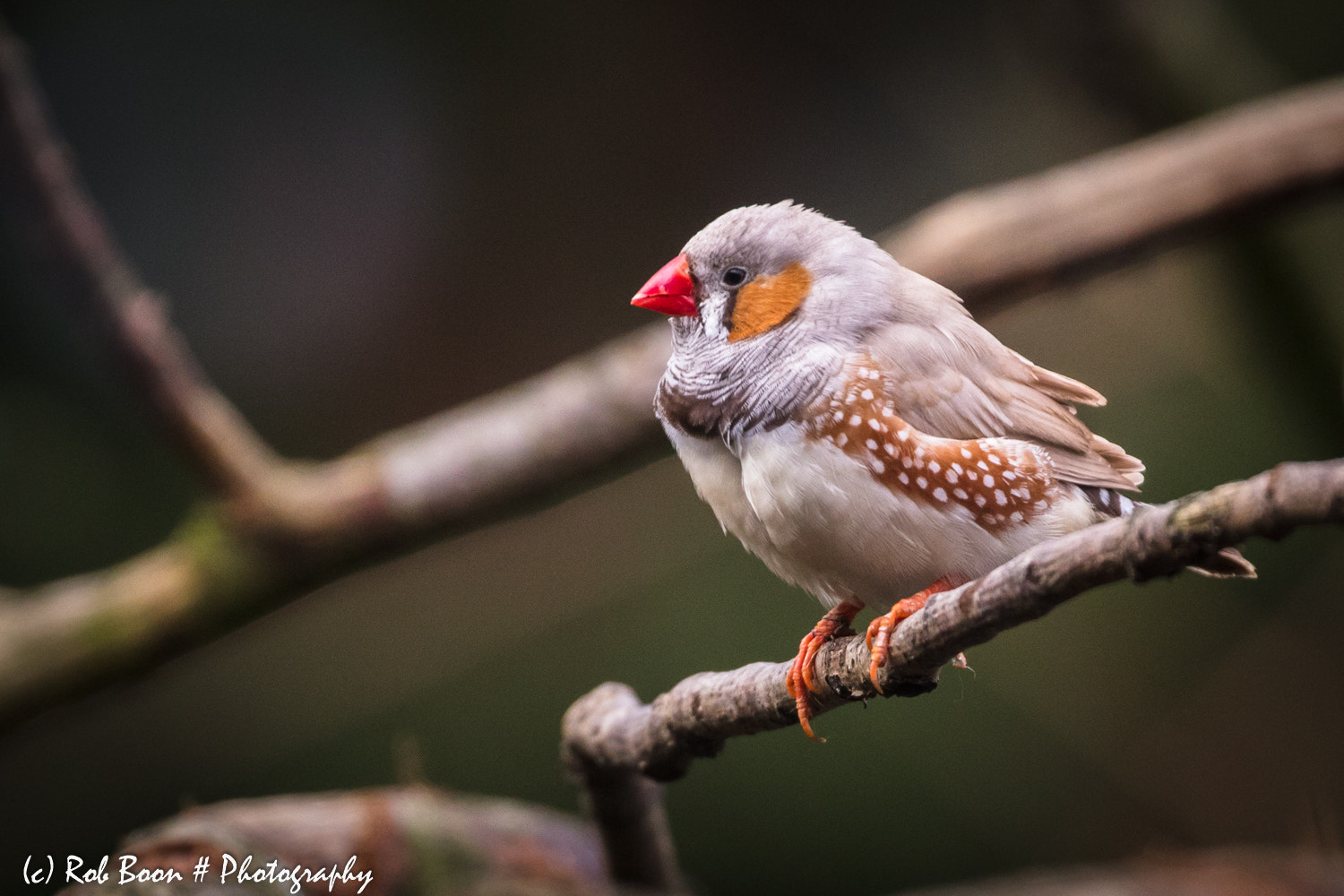 Canon EOS 5DS sample photo. Zebra finch photography