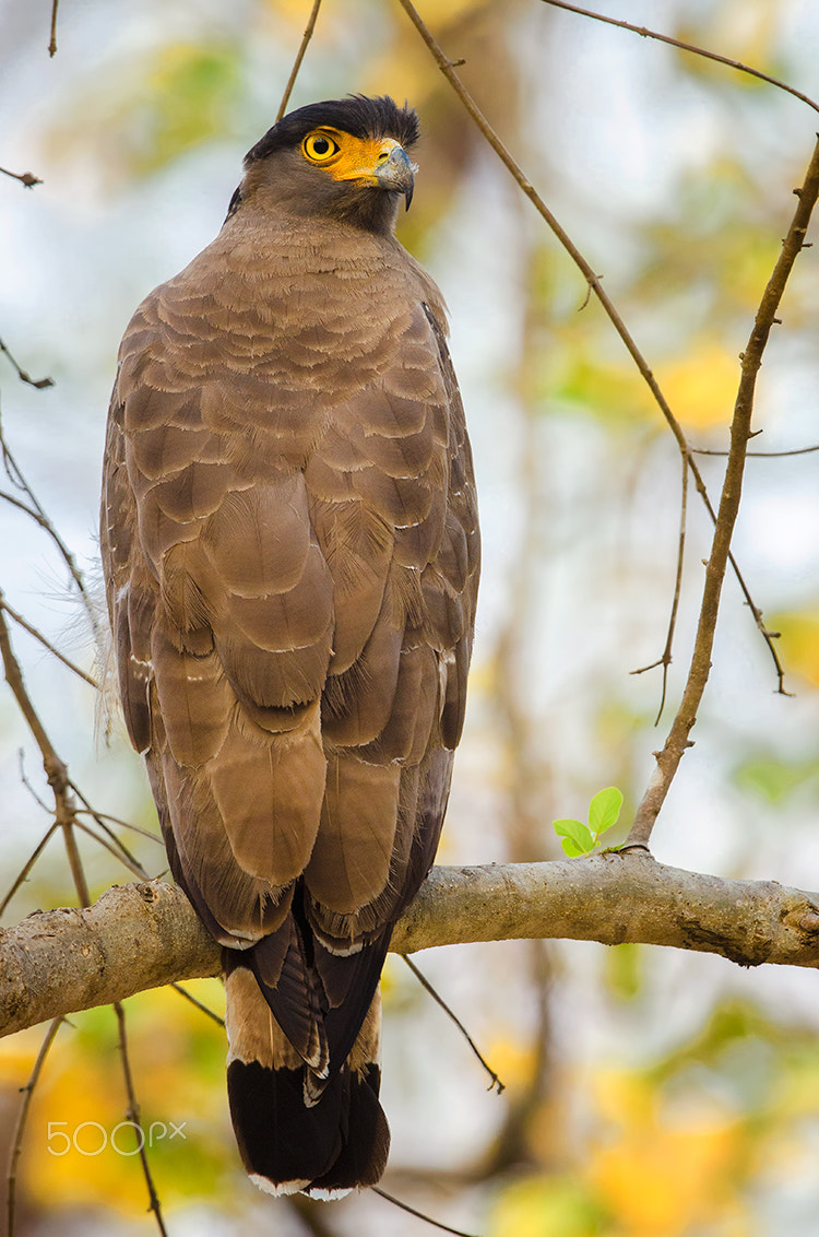 Nikon D7000 + Nikon AF-S Nikkor 500mm F4G ED VR sample photo. Crested serpent eagle photography