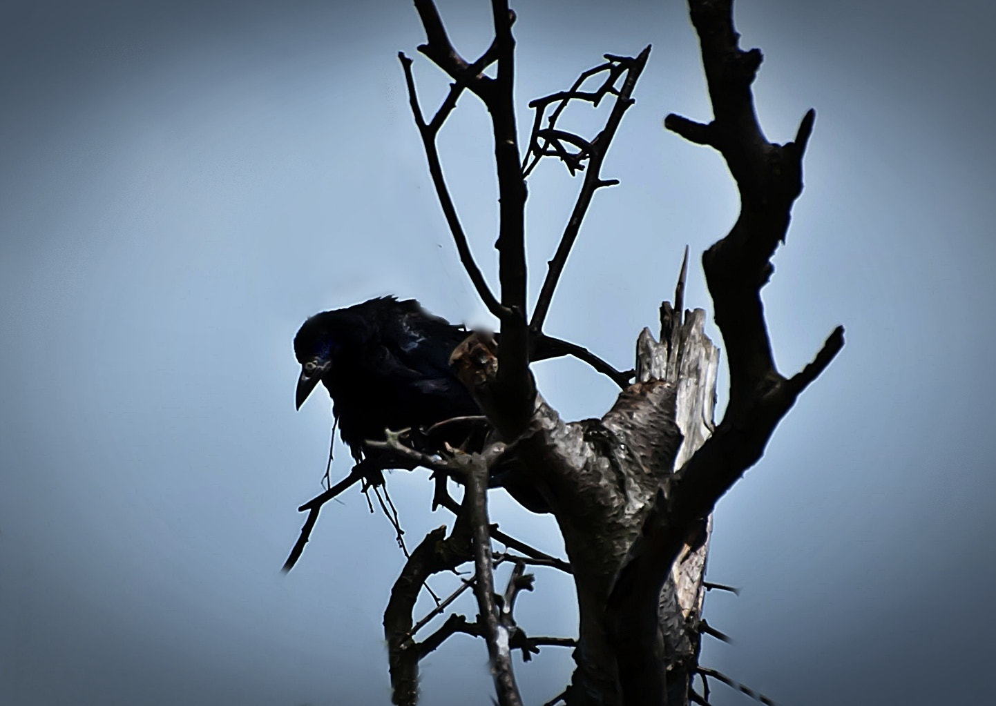 Sony Alpha DSLR-A300 + DT 18-270mm F3.5-6.3 SSM sample photo. Kruk photography