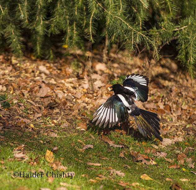 Canon EOS-1D Mark IV sample photo. Name photography