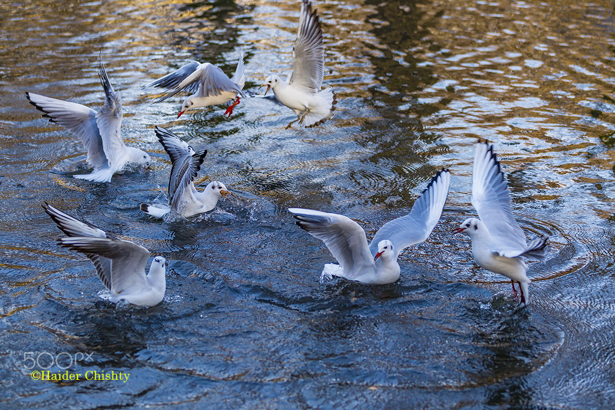 Canon EOS-1D Mark IV sample photo. Name photography