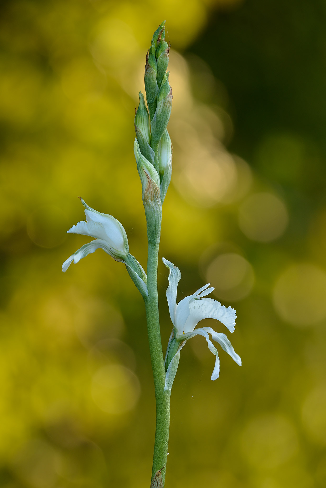 Nikon D800 + Nikon AF-S Nikkor 300mm F4D ED-IF sample photo. Orquídea silvestre photography