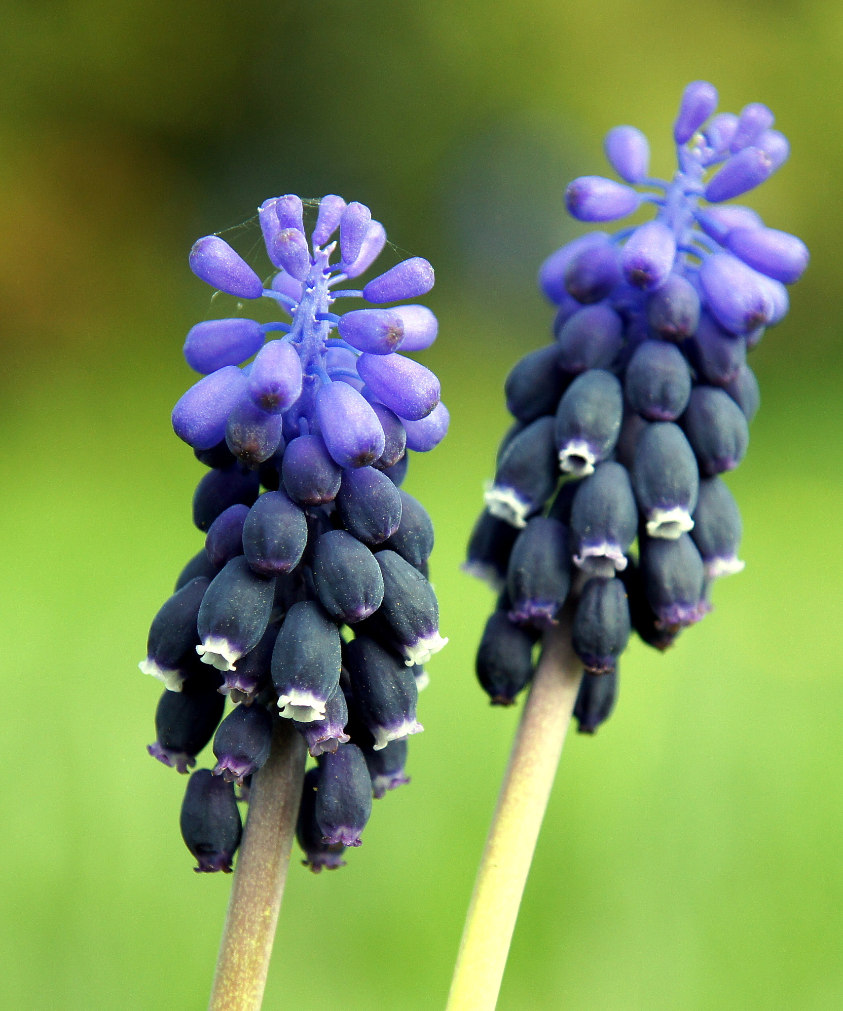 Sony SLT-A33 + Sony DT 16-105mm F3.5-5.6 sample photo. Traubenhyazinthe /muscari photography