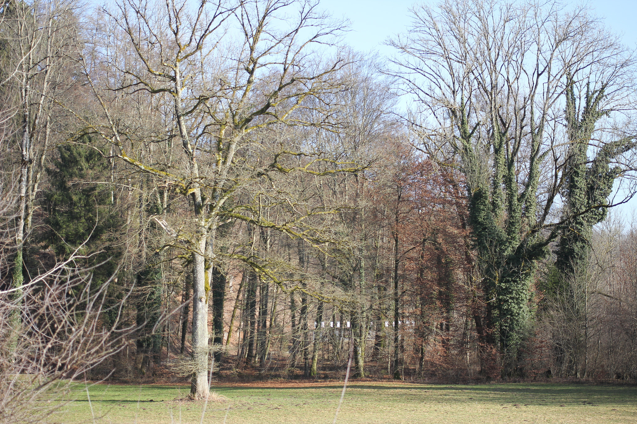 Canon EF 40mm F2.8 STM sample photo. Winterlicht im wald photography