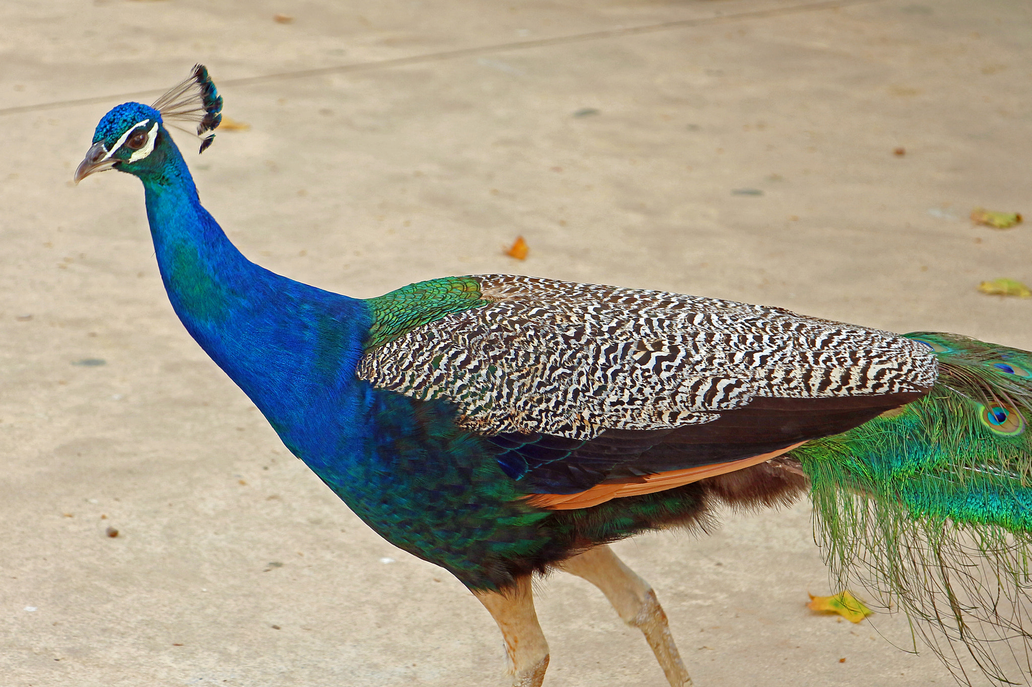 Graceful Peacock