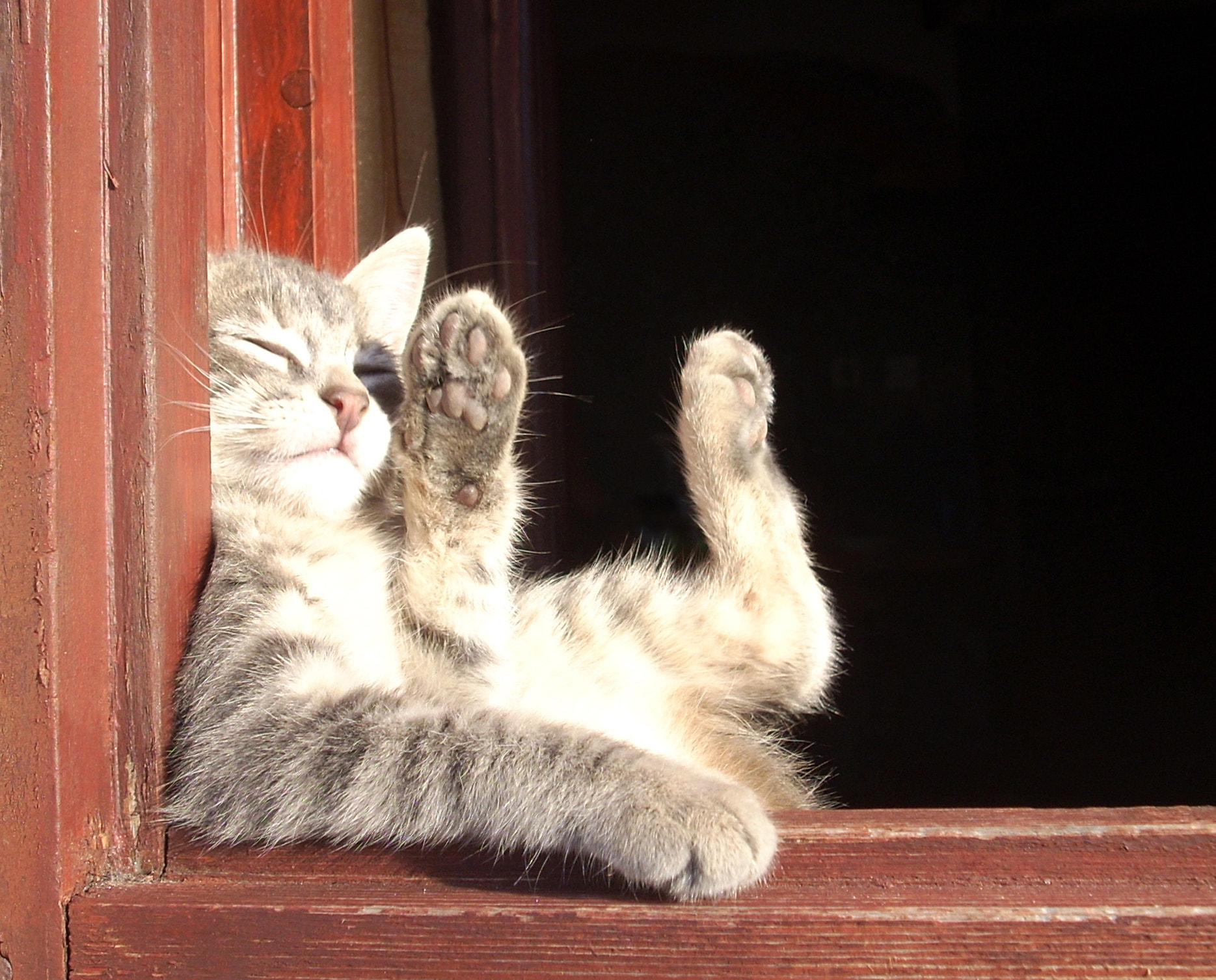 Nikon COOLPIX L10 sample photo. Kitty waving to me photography