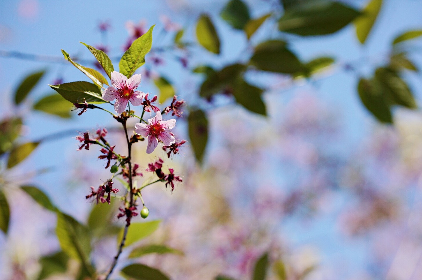 Sony a7S II + ZEISS Batis 85mm F1.8 sample photo. Thai cherry blossoms (nang phaya sua krong) photography