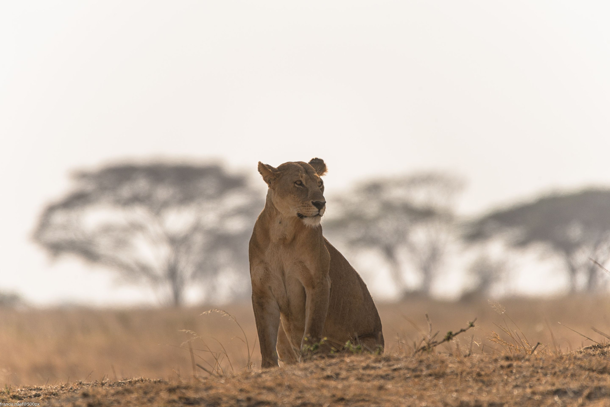 Sigma 150-600mm F5-6.3 DG OS HSM | S sample photo. Lionnes looking around photography