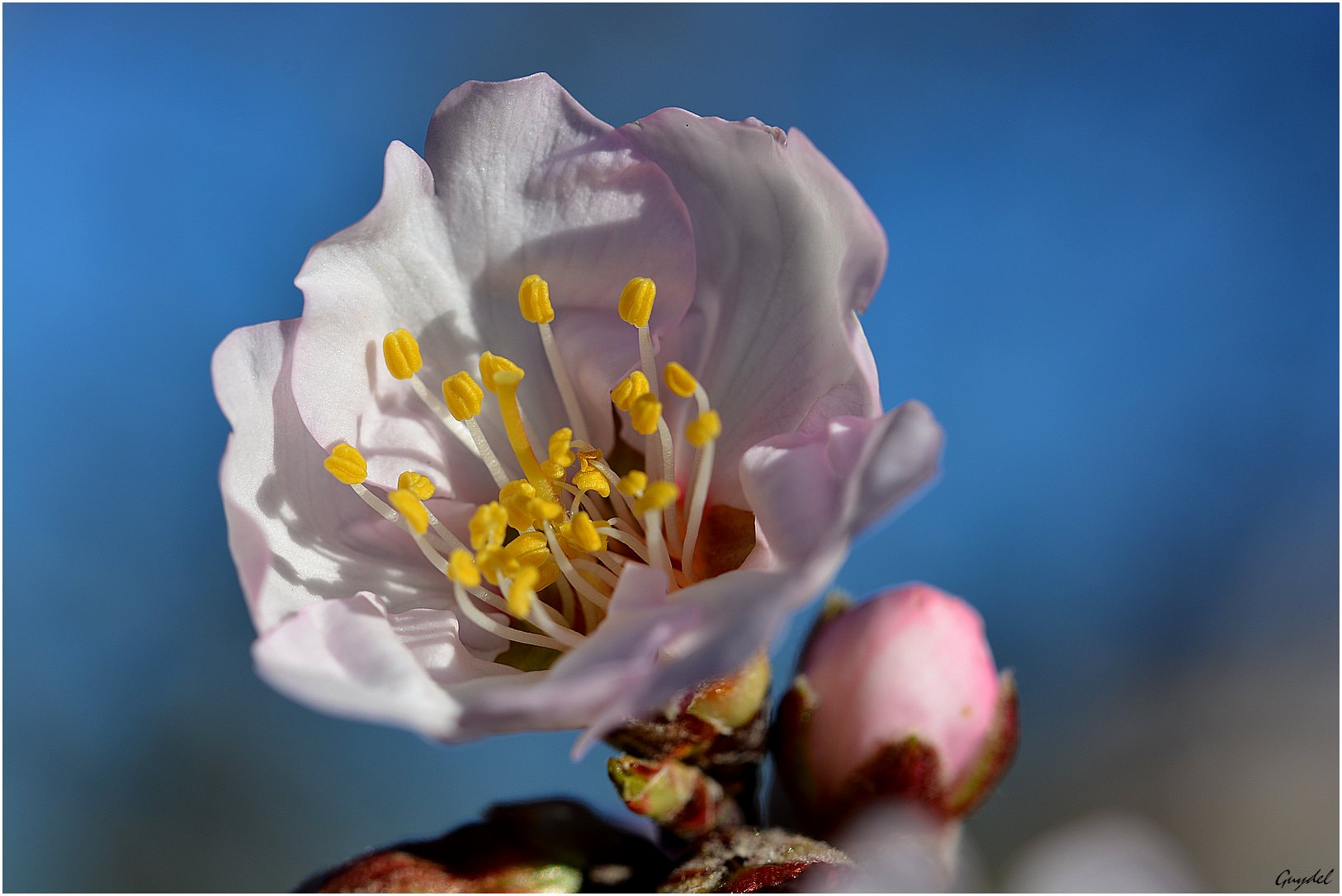 Nikon D5200 + Tamron SP 90mm F2.8 Di VC USD 1:1 Macro (F004) sample photo. Spring is coming ! photography