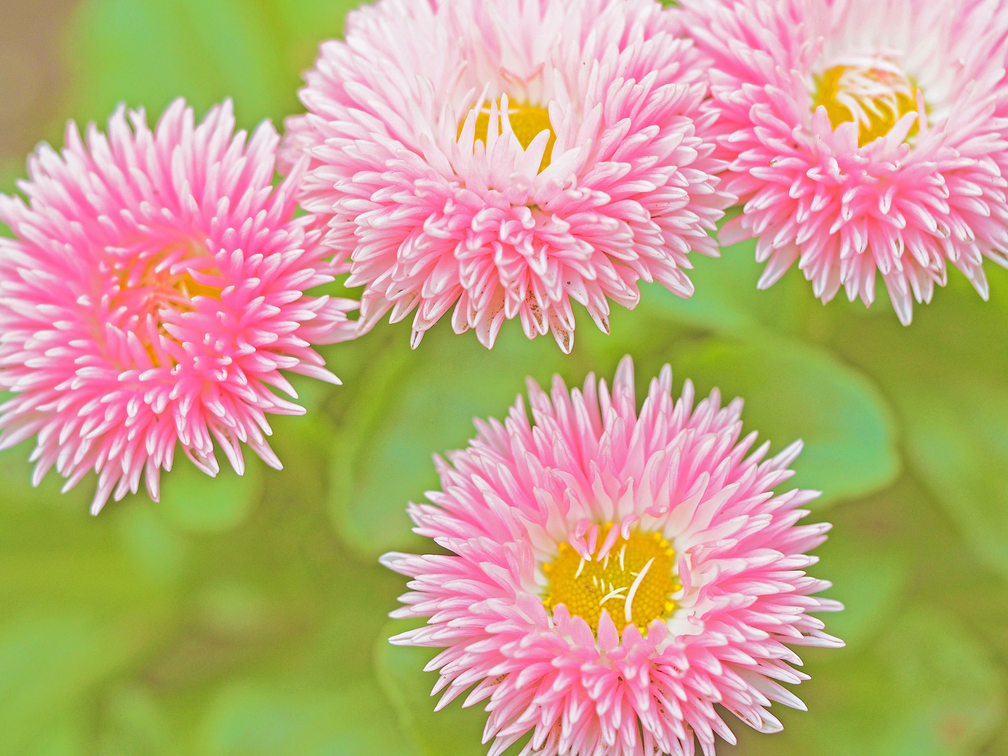 Olympus PEN E-P5 + Olympus M.Zuiko Digital ED 60mm F2.8 Macro sample photo. Pink flowers photography
