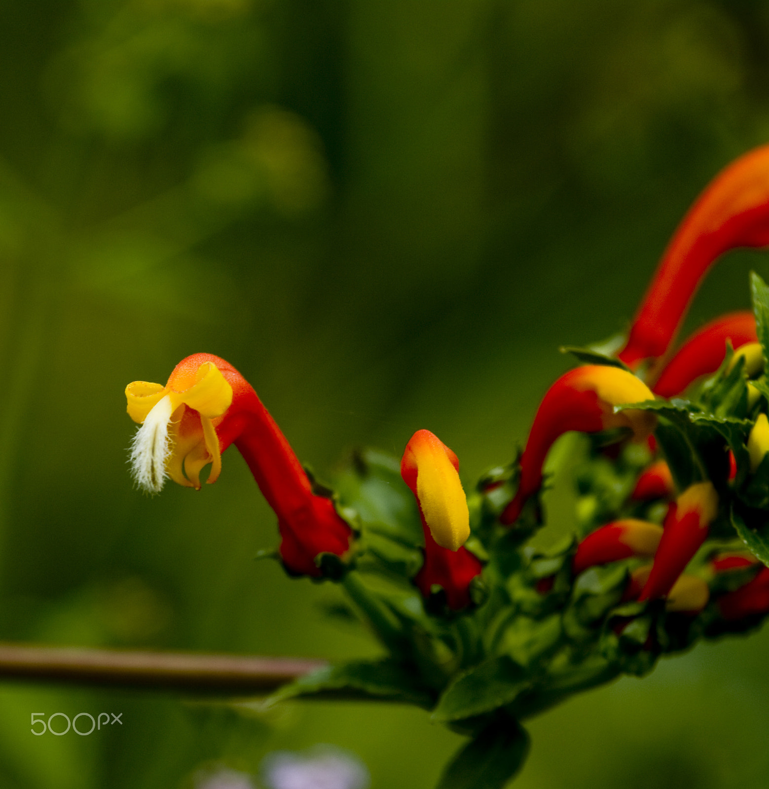 Canon EF 100-400mm F4.5-5.6L IS USM sample photo. Candy corn photography