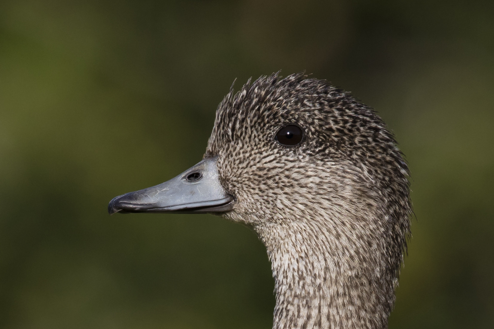 Canon EOS 5DS R sample photo. American wigeon (female) photography