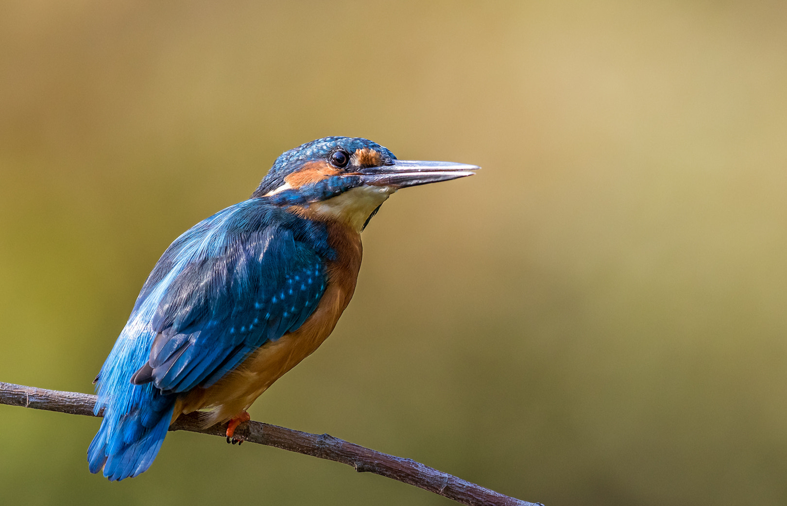 Canon EF 600mm F4L IS II USM sample photo. Martin pecheur photography