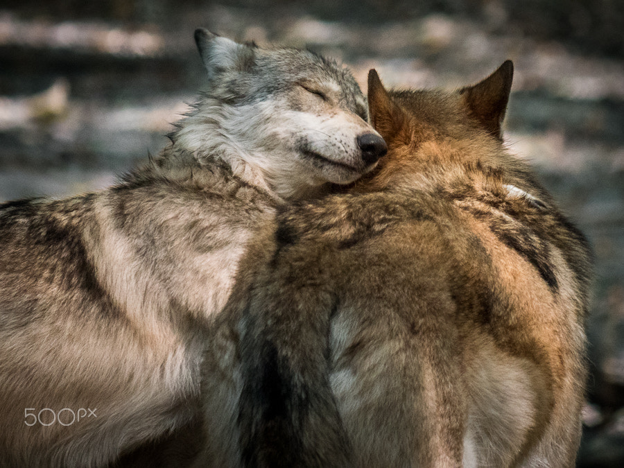 Panasonic Lumix DMC-GX8 sample photo. Loving wolves hugging photography
