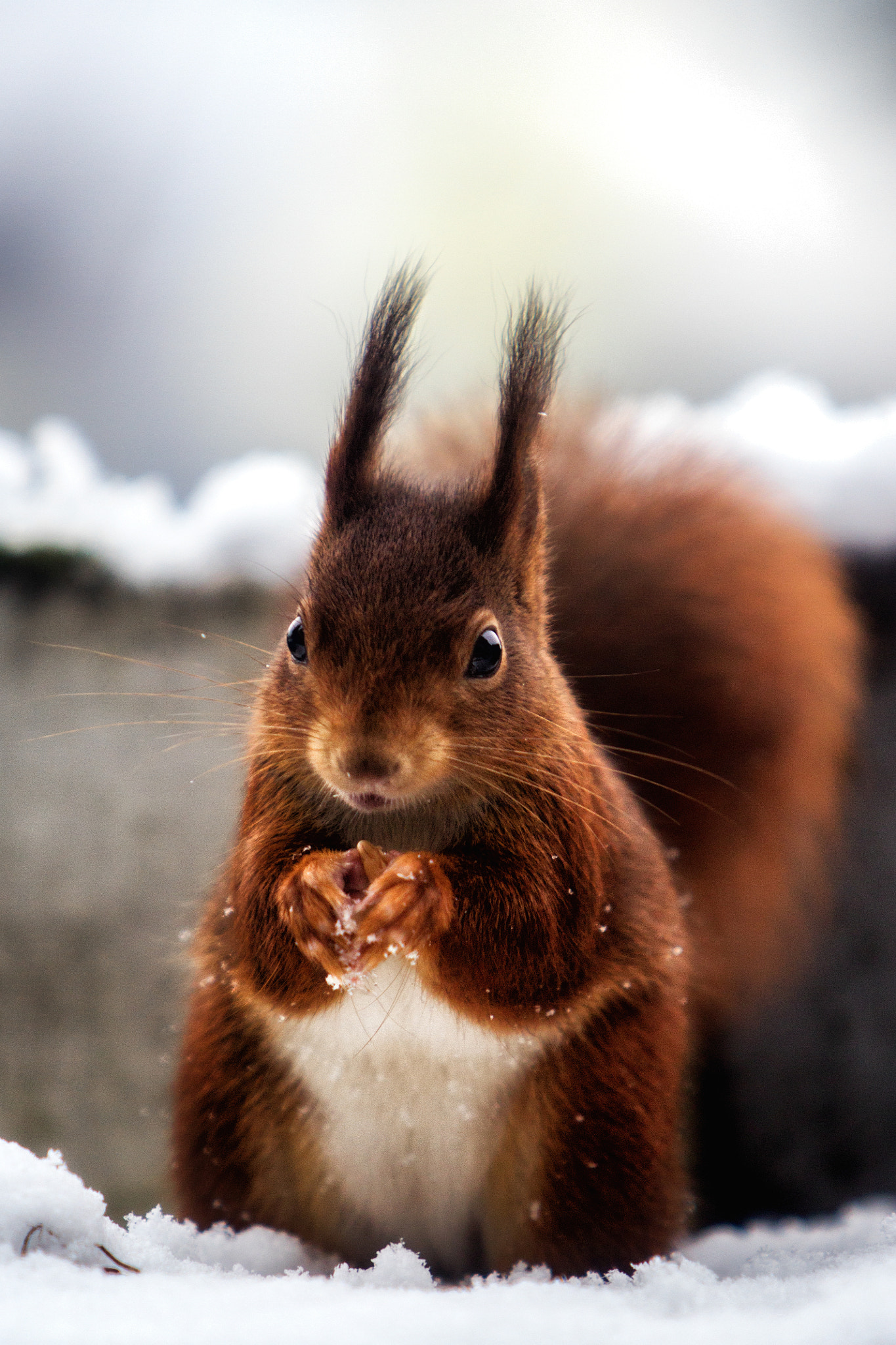 Canon EF 70-200mm F2.8L IS USM sample photo. Nuts? i love nuts! photography