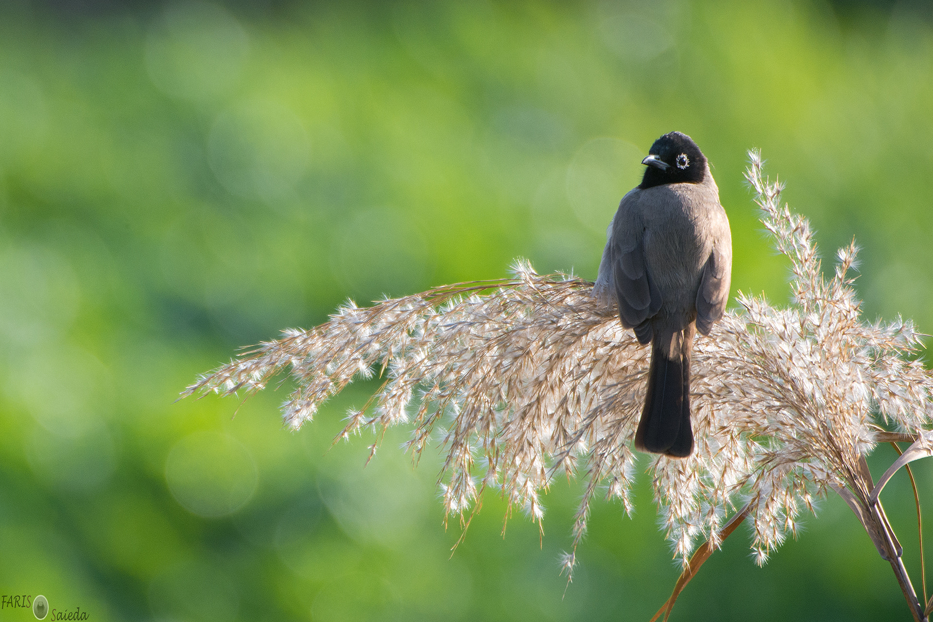 Nikon D7100 + Nikon AF-S Nikkor 200-400mm F4G ED-IF VR sample photo