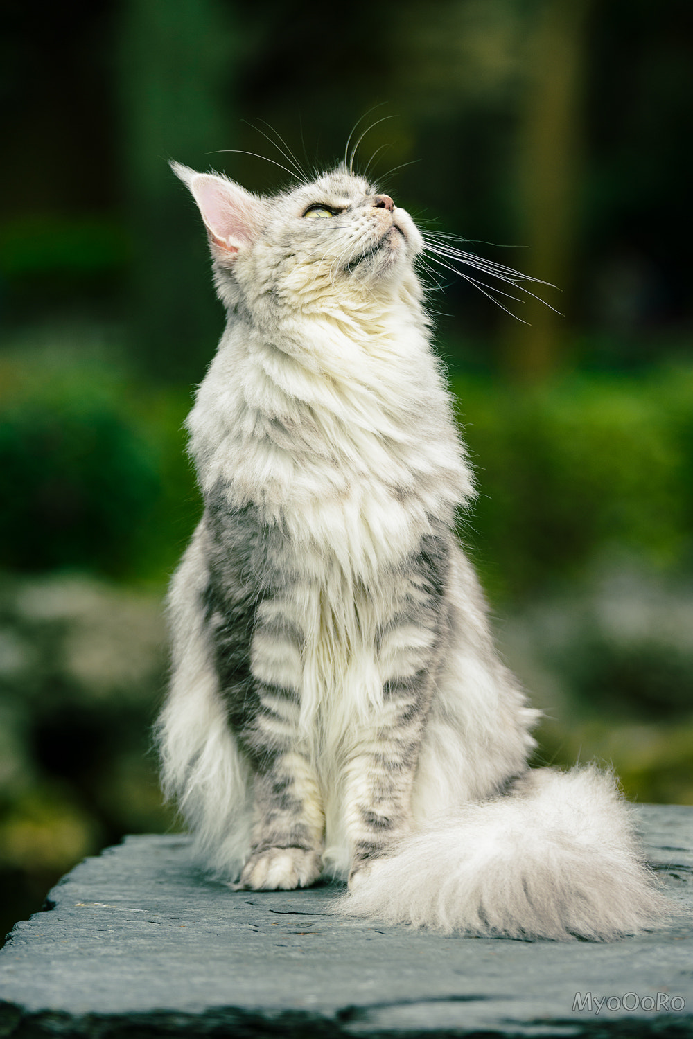 Tamron SP 70-200mm F2.8 Di VC USD sample photo. 고냥이 photography