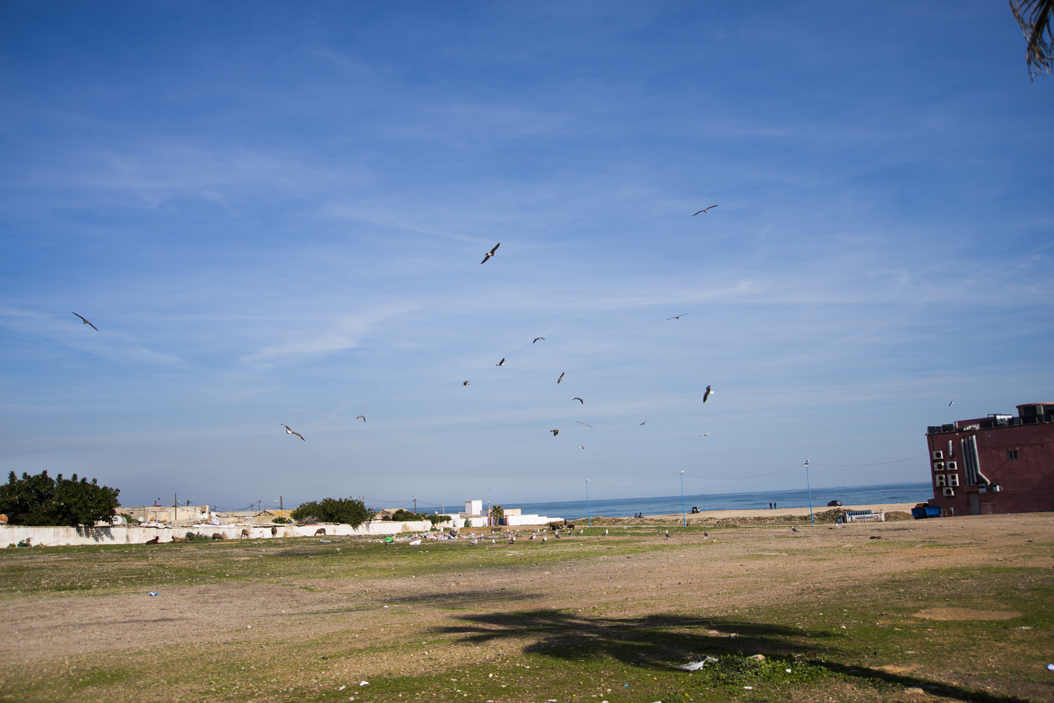 AF Zoom-Nikkor 28-70mm f/3.5-4.5D sample photo. 大西洋海鸥 photography