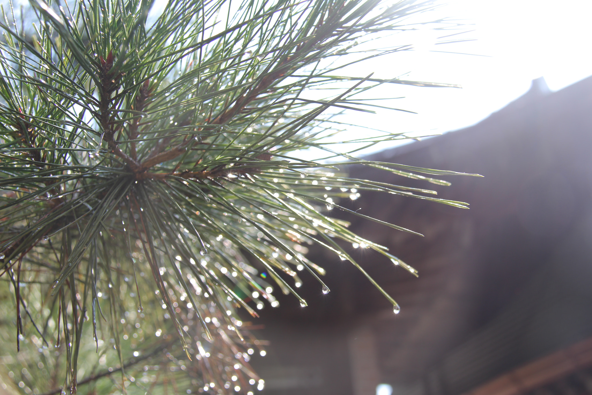Canon EF-S 18-200mm F3.5-5.6 IS sample photo. 소나무에``````물방울 보석이^^ photography
