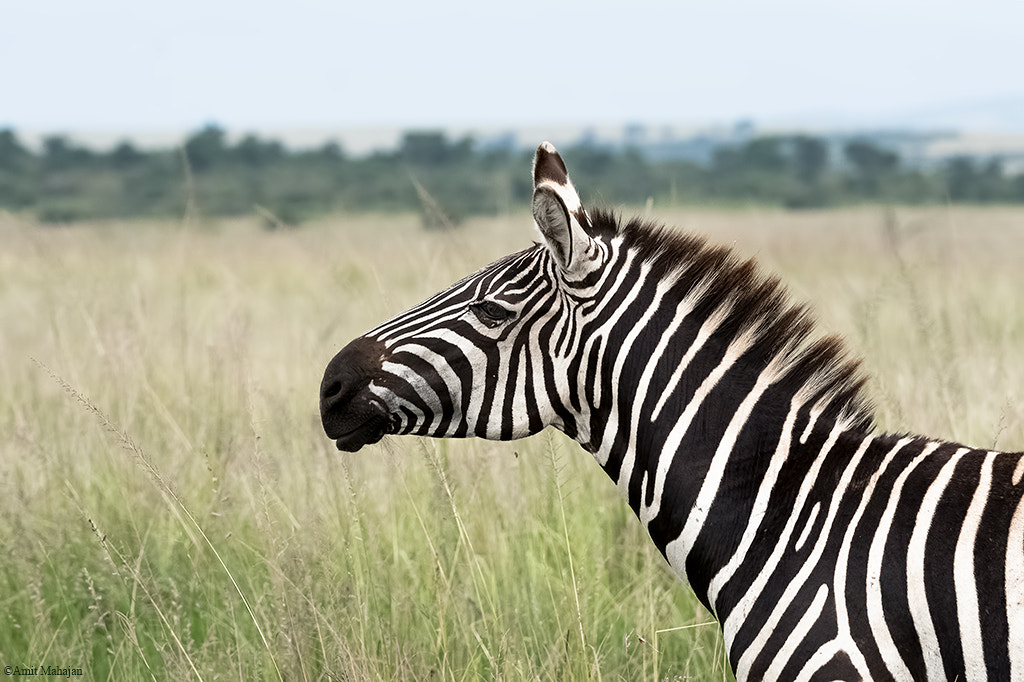 Sony 70-400mm F4-5.6 G SSM II sample photo. Mr marty from madagascar photography