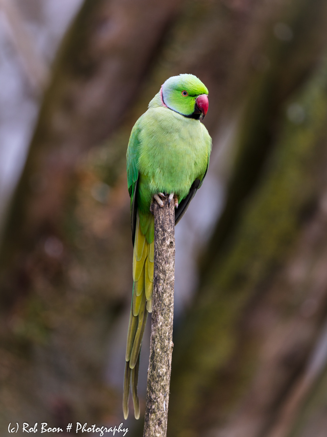 Canon EOS 5DS sample photo. Parrot photography