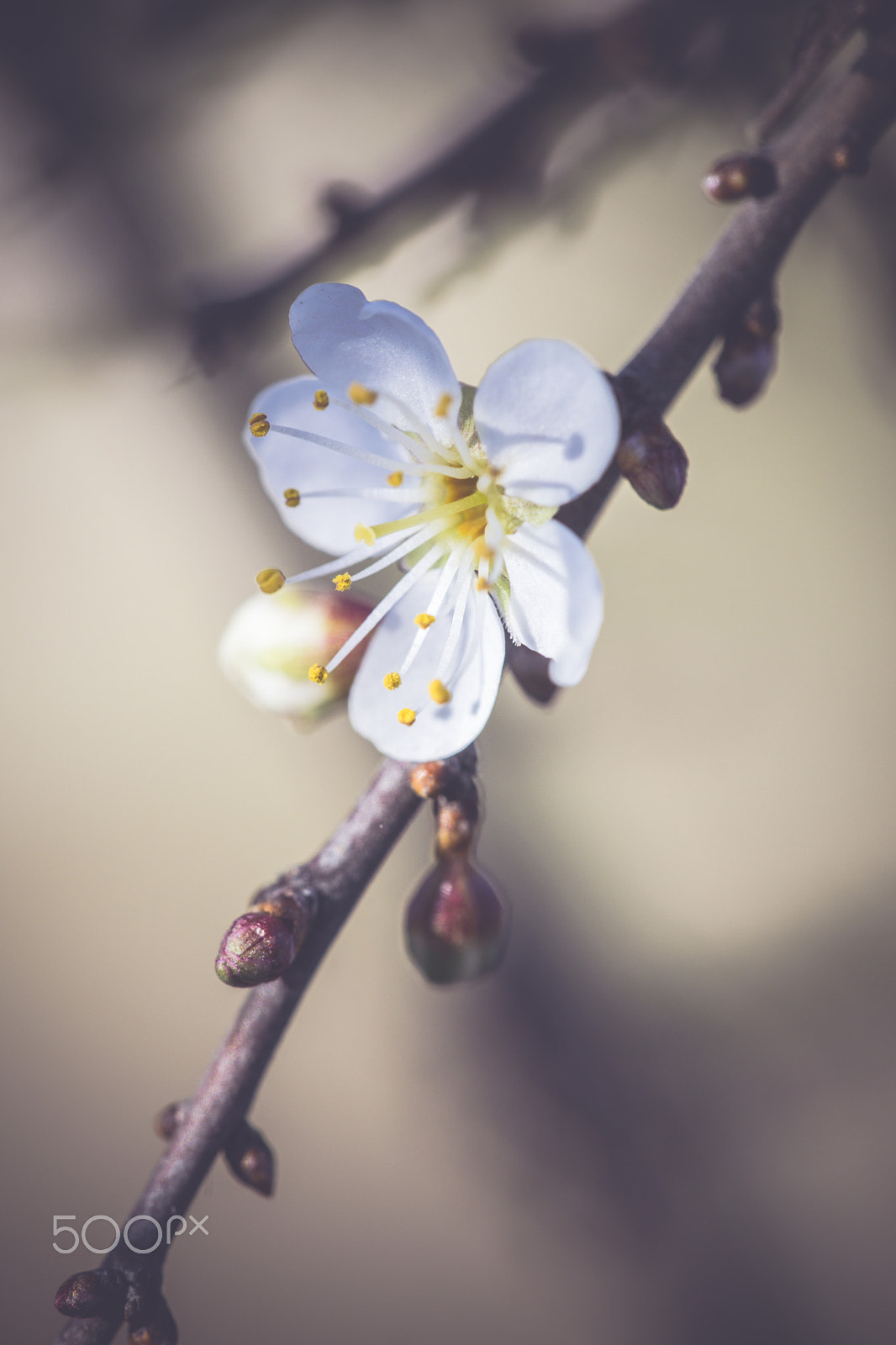 Nikon D3300 + Sigma 150mm F2.8 EX DG Macro HSM sample photo. Fruity tree flower photography