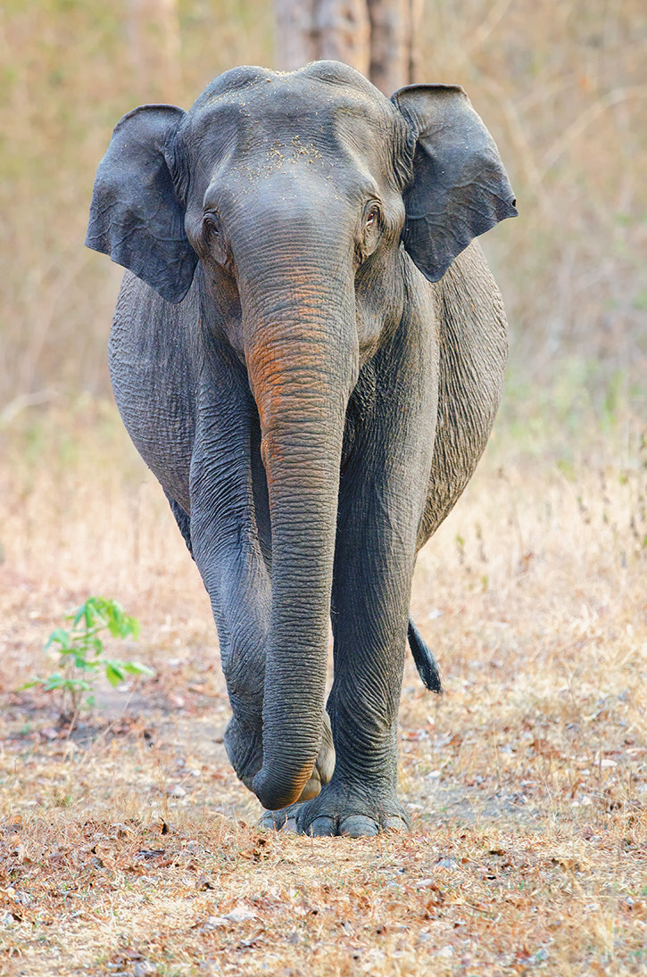 Nikon D7000 sample photo. Asiatic elephant photography