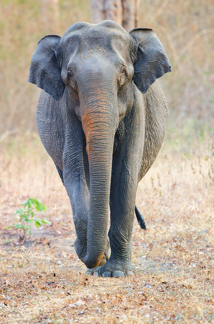 Nikon D7000 + Nikon AF-S Nikkor 500mm F4G ED VR sample photo. Asiatic elephant photography