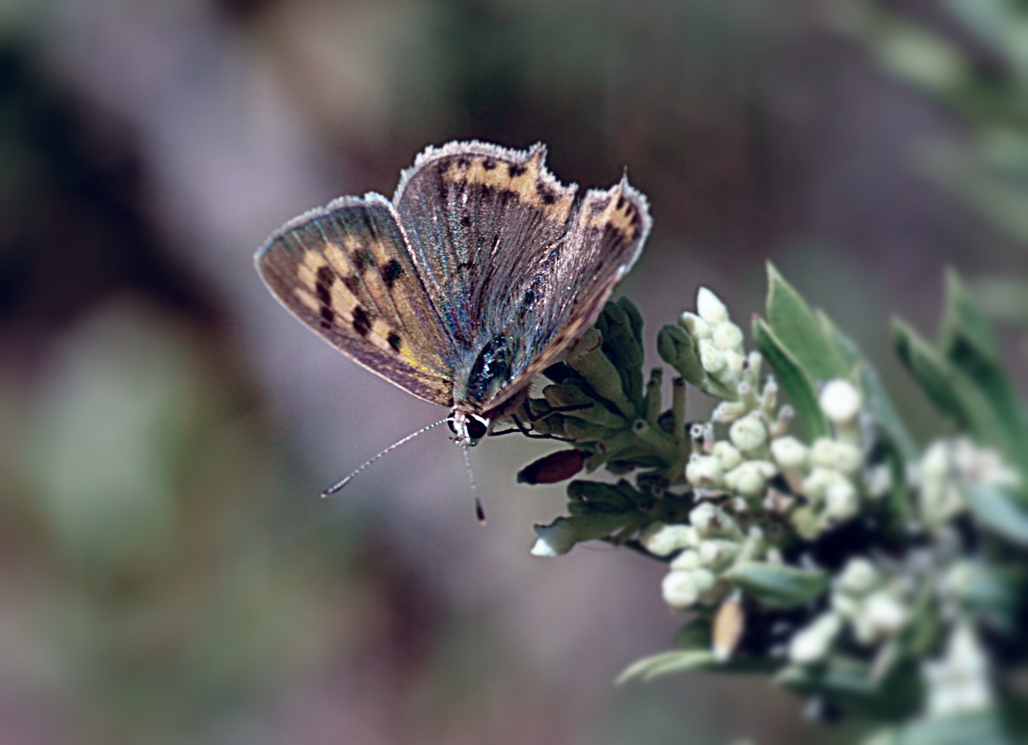 Nikon D70s + Sigma Macro 90mm F2.8 sample photo. A photography