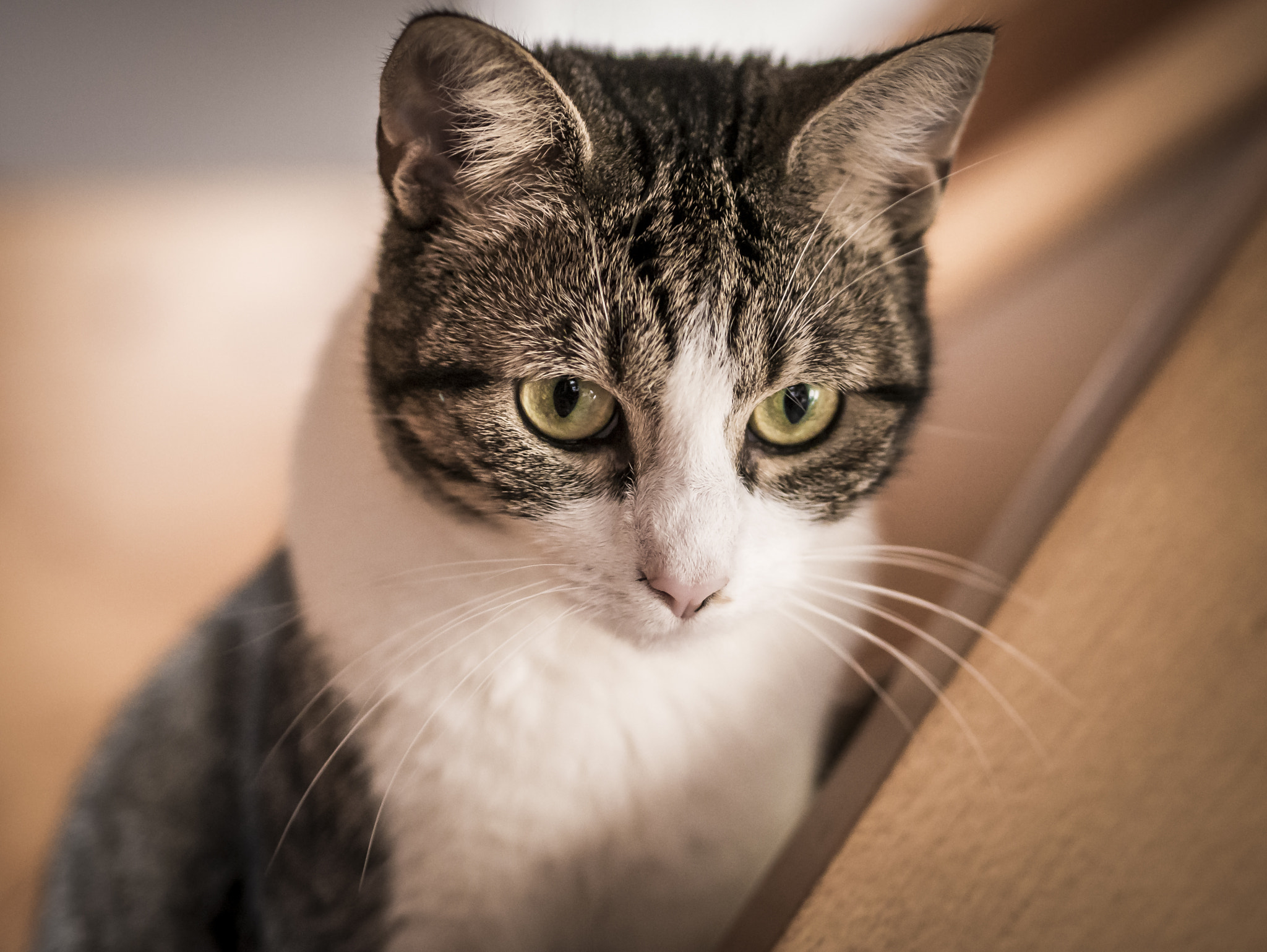 Panasonic Lumix DMC-G85 (Lumix DMC-G80) + Olympus M.Zuiko Digital 45mm F1.8 sample photo. Cat on stairs photography