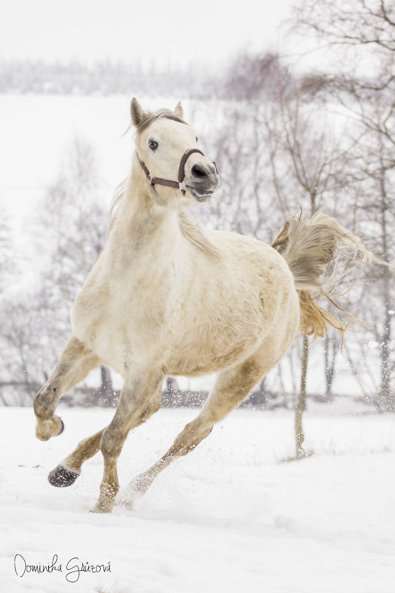 Canon EOS 600D (Rebel EOS T3i / EOS Kiss X5) + Canon EF 70-200mm F4L USM sample photo. Horse in the snow photography