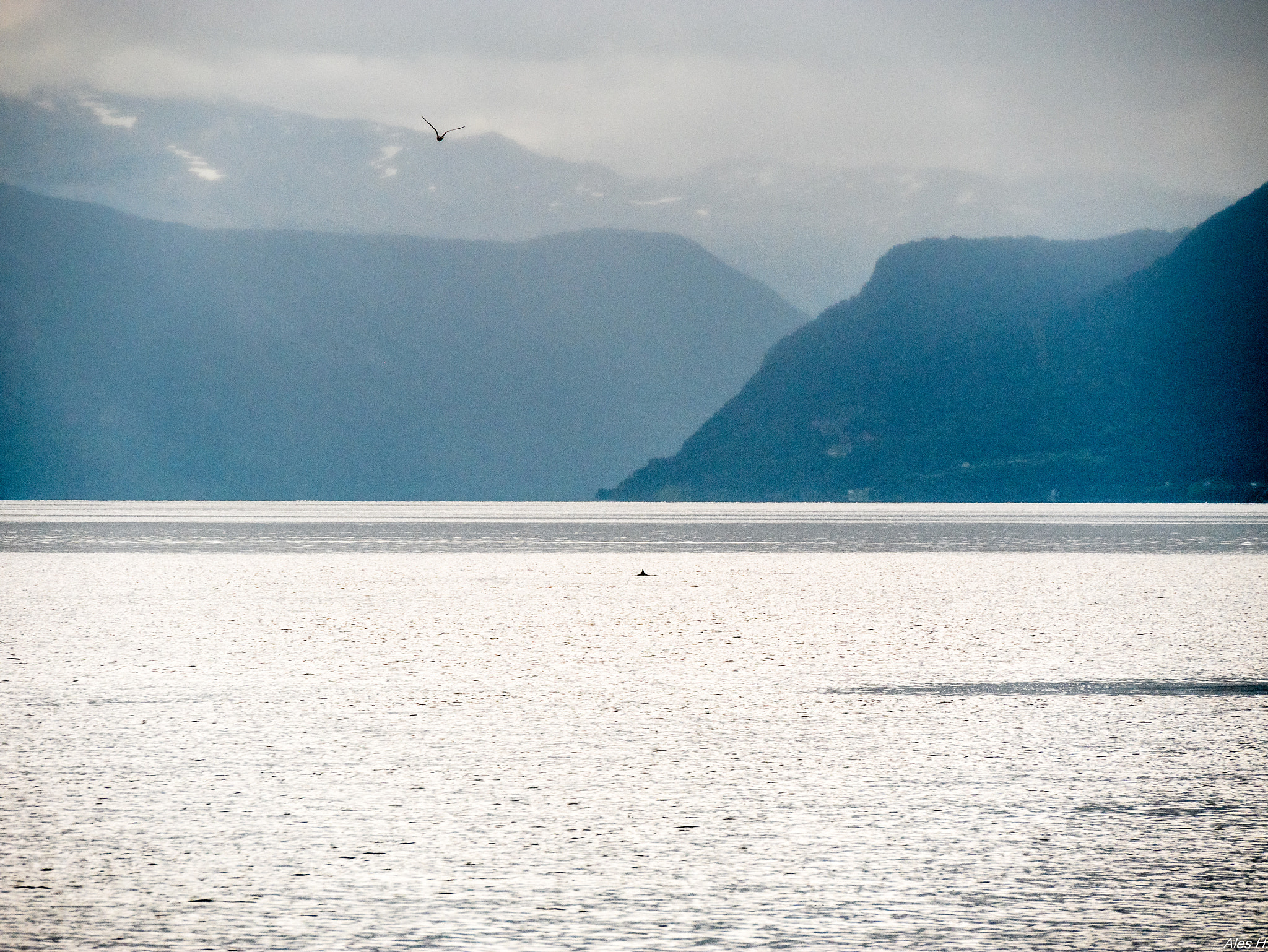 Panasonic Lumix DMC-GX85 (Lumix DMC-GX80 / Lumix DMC-GX7 Mark II) sample photo. Porpoise and seagull photography