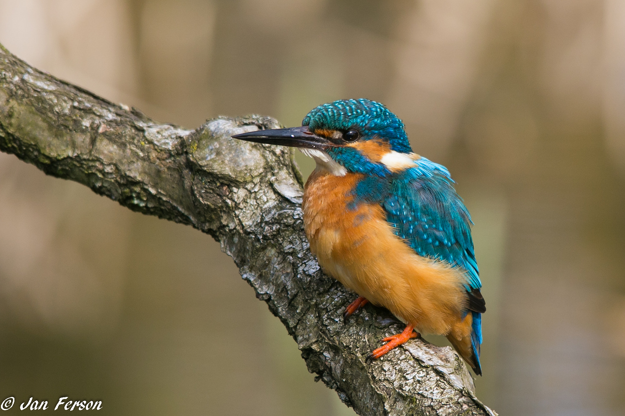 Canon EOS 6D sample photo. Common kingfisher photography