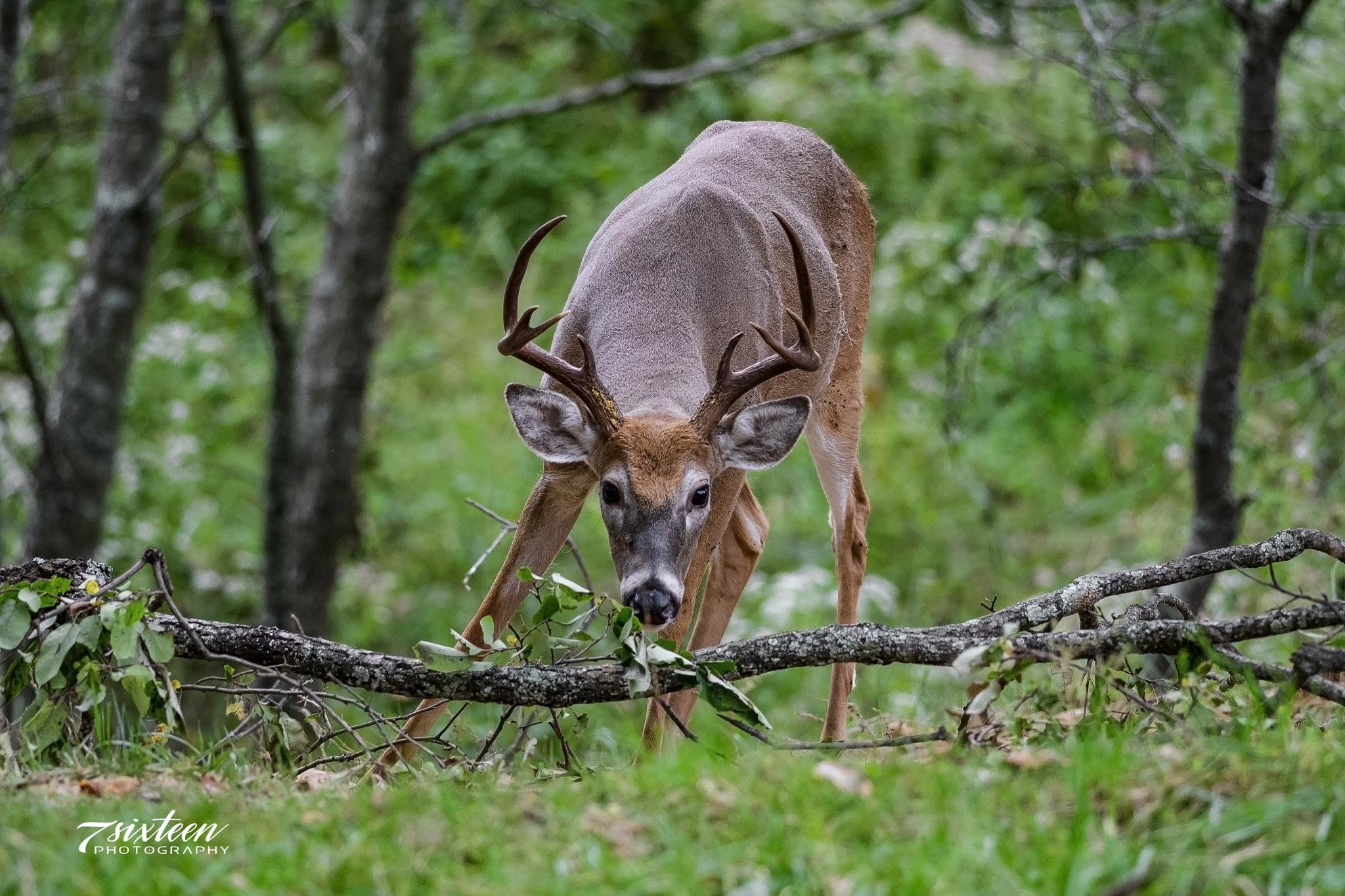 Nikon D500 sample photo. Whitetail buck photography