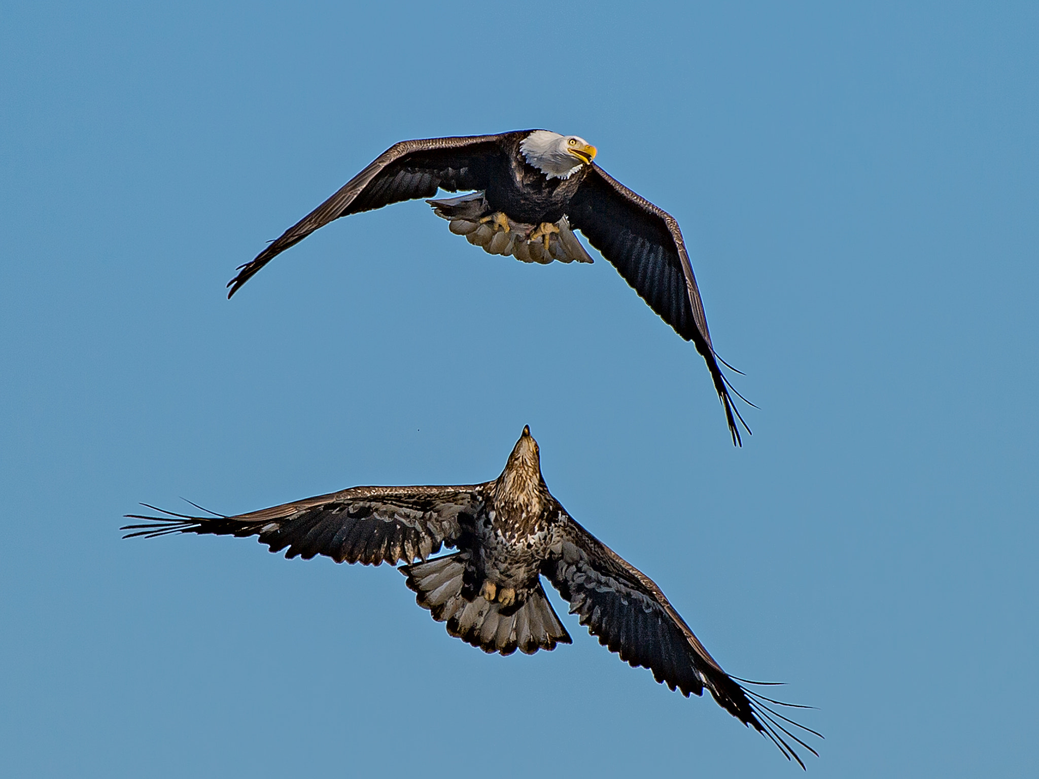 Nikon Df + Nikon AF-S Nikkor 200-500mm F5.6E ED VR sample photo. Learn flying from mom photography