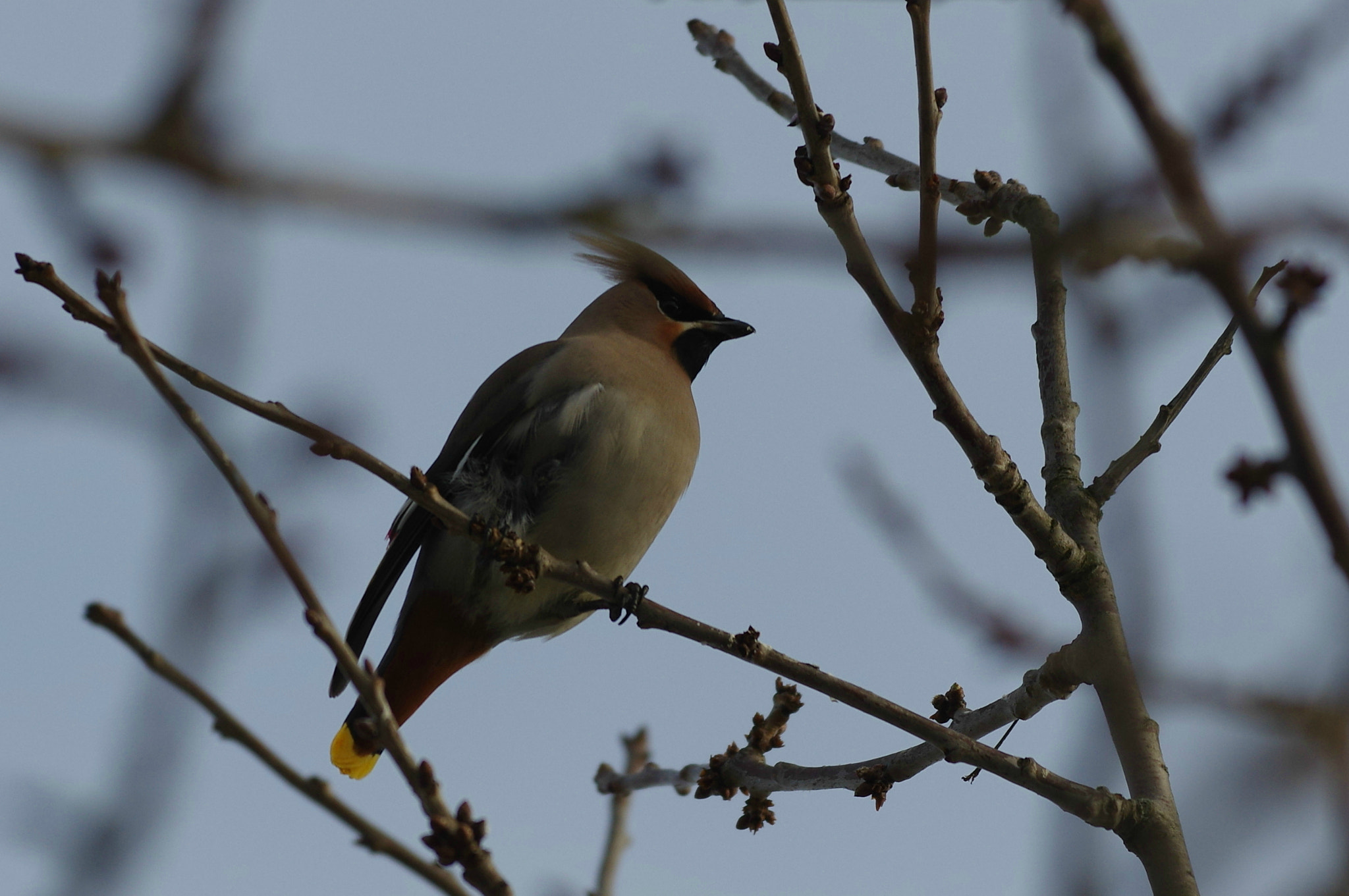 Pentax smc DA* 300mm F4.0 ED (IF) SDM sample photo. Svirbelis photography