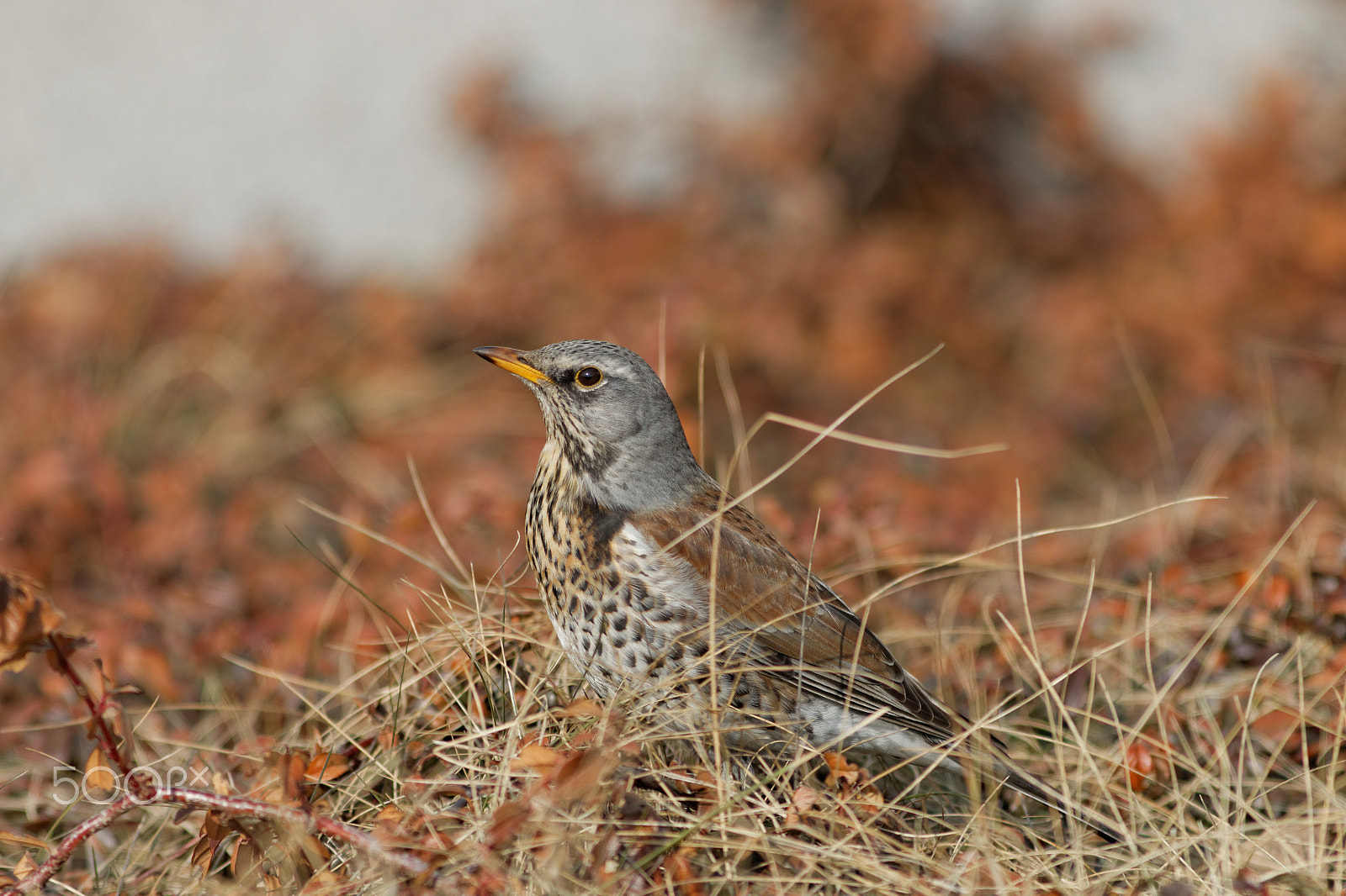 Canon EOS 70D + Canon EF 300mm F4L IS USM sample photo. Kwiczoł (turdus pilaris) photography