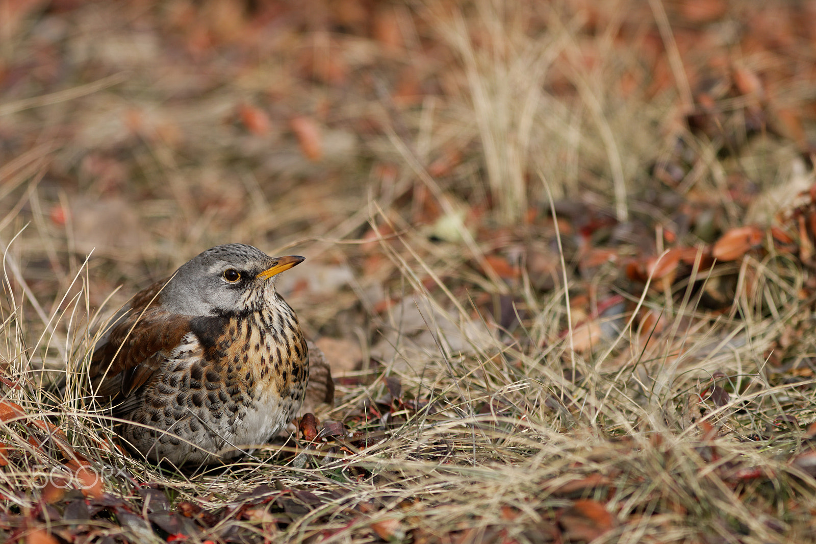 Canon EOS 70D + Canon EF 300mm F4L IS USM sample photo. Kwiczoł (turdus pilaris) photography