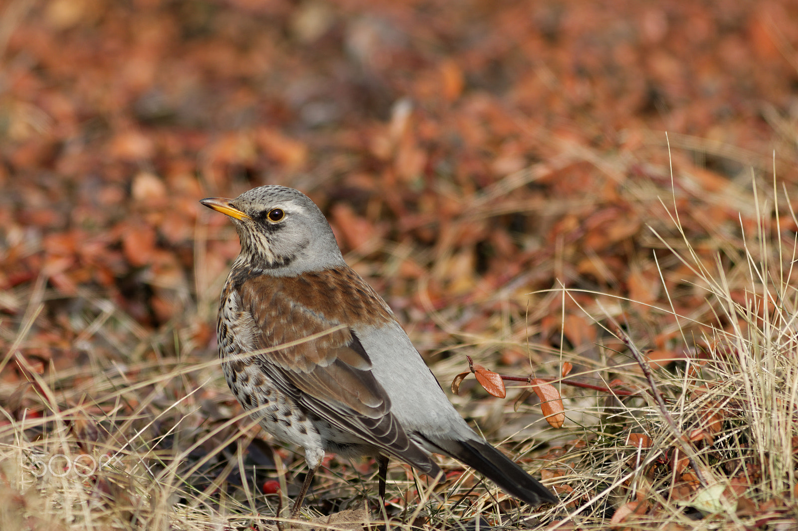 Canon EOS 70D + Canon EF 300mm F4L IS USM sample photo. Kwiczoł (turdus pilaris) photography