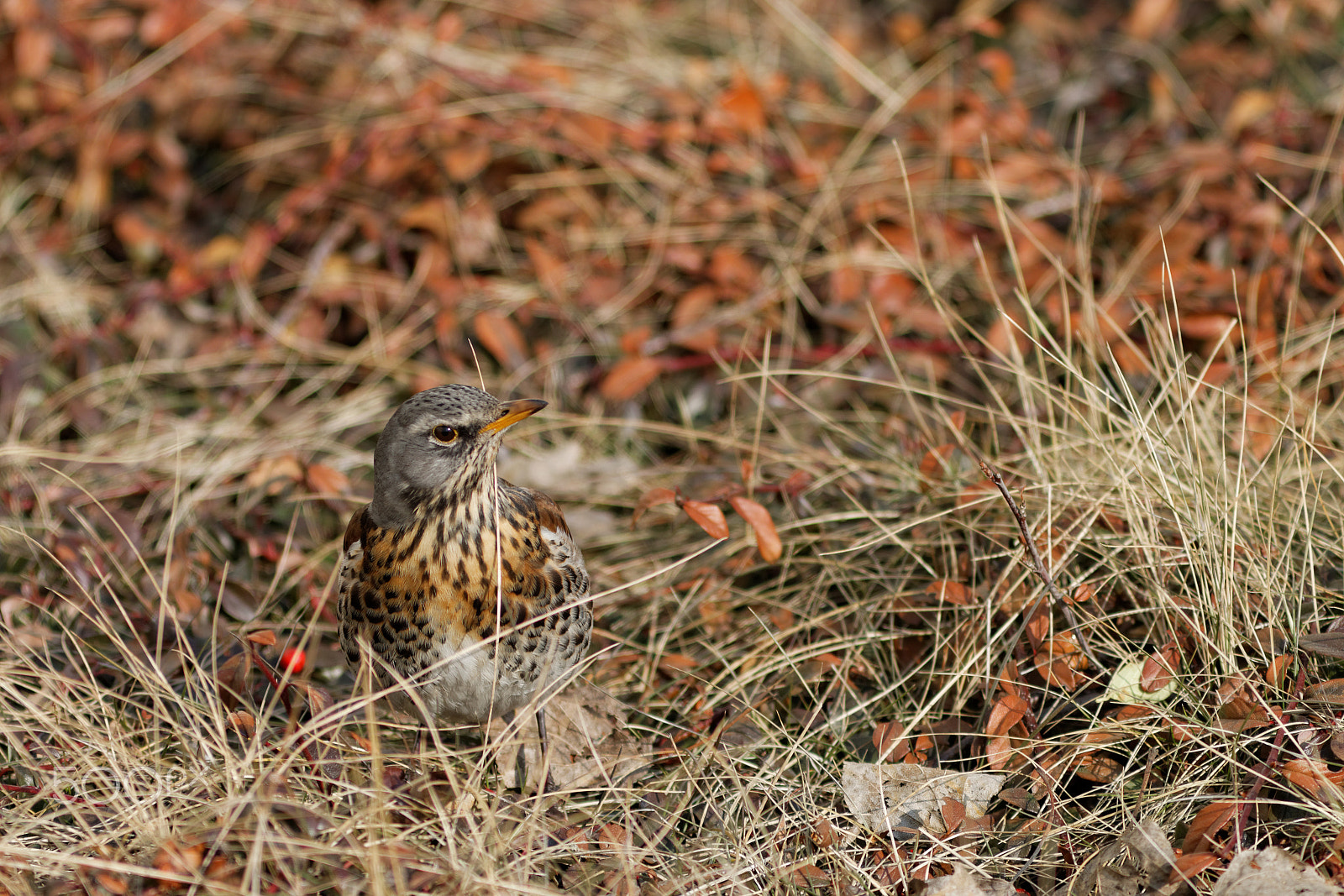 Canon EF 300mm F4L IS USM sample photo. Kwiczoł (turdus pilaris) photography