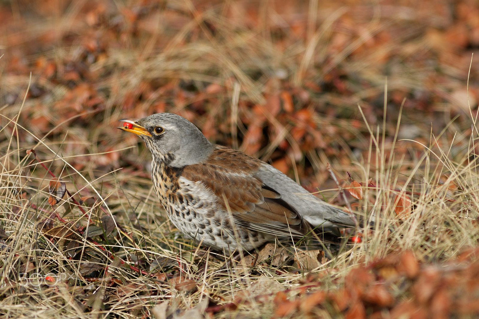 Canon EOS 70D + Canon EF 300mm F4L IS USM sample photo. Kwiczoł (turdus pilaris) photography