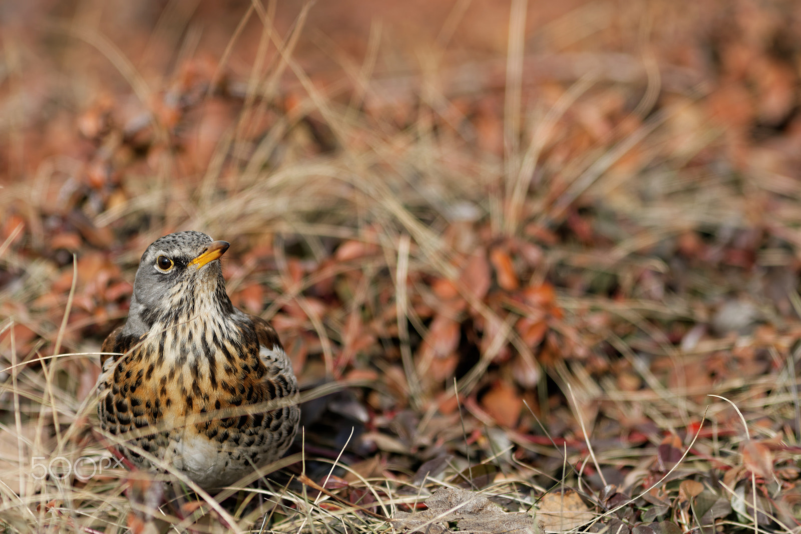 Canon EOS 70D + Canon EF 300mm F4L IS USM sample photo. Kwiczoł (turdus pilaris) photography