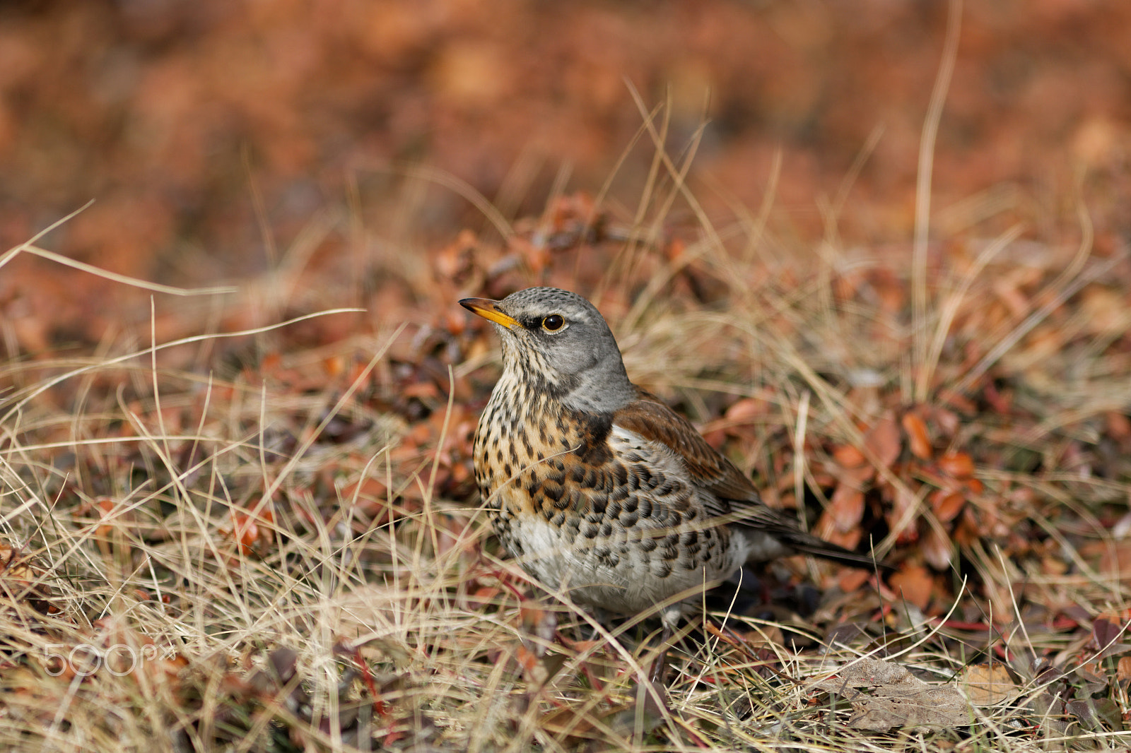 Canon EOS 70D + Canon EF 300mm F4L IS USM sample photo. Kwiczoł (turdus pilaris) photography