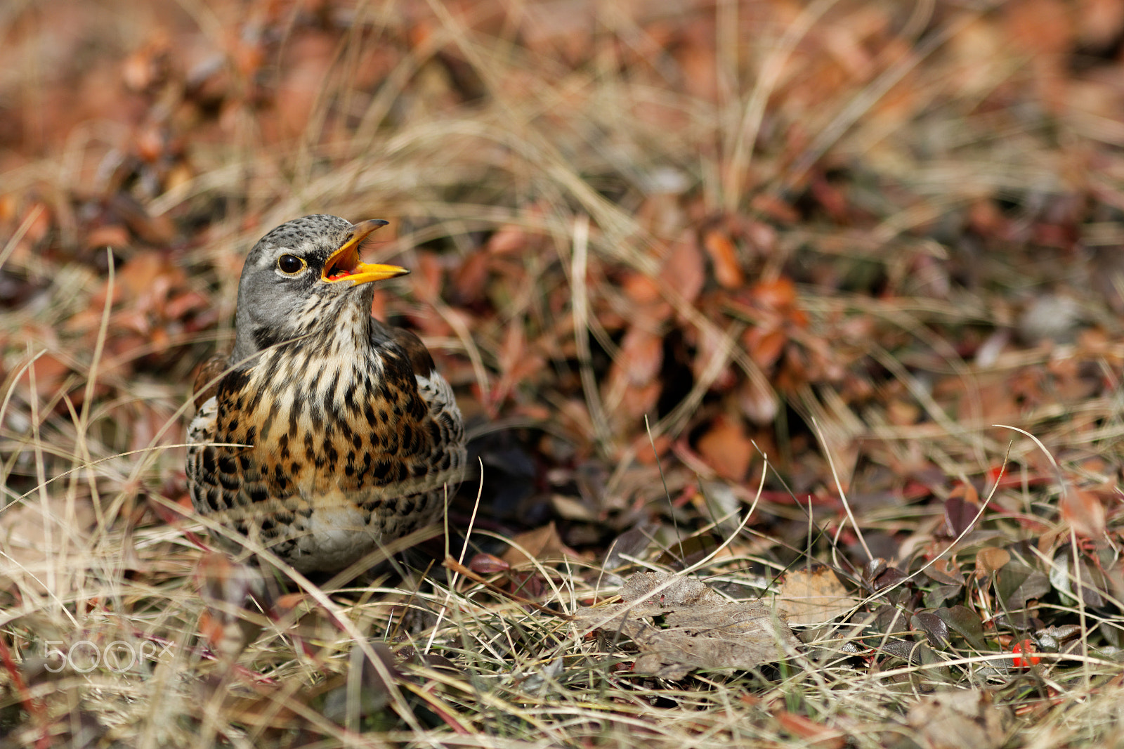 Canon EOS 70D + Canon EF 300mm F4L IS USM sample photo. Kwiczoł (turdus pilaris) photography