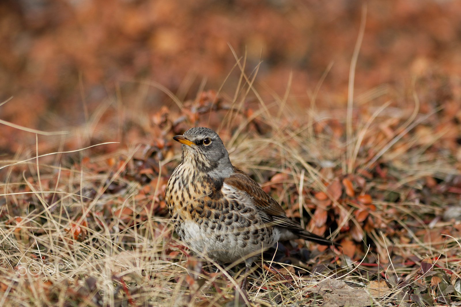 Canon EF 300mm F4L IS USM sample photo. Kwiczoł (turdus pilaris) photography