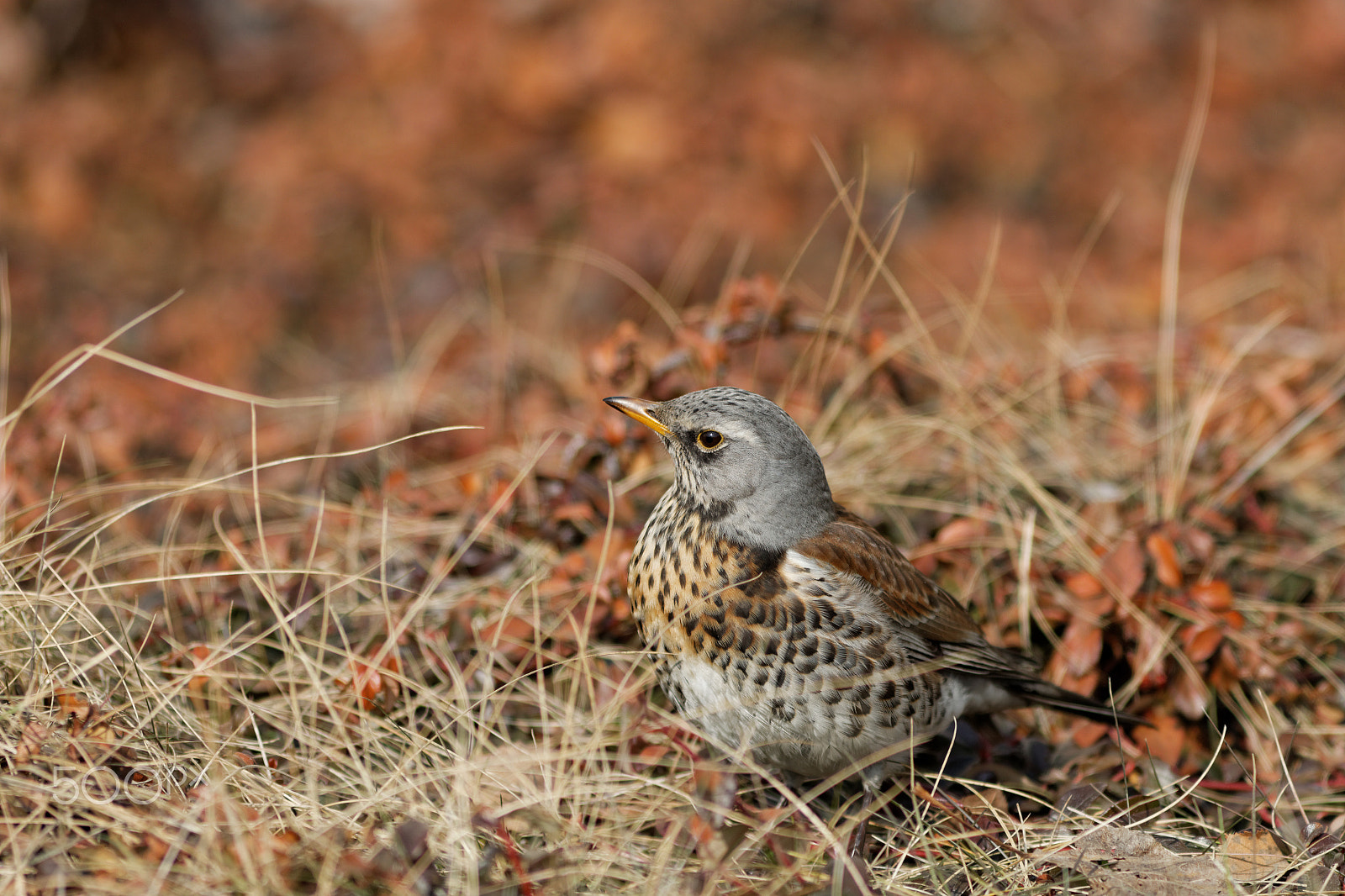 Canon EOS 70D + Canon EF 300mm F4L IS USM sample photo. Kwiczoł (turdus pilaris) photography